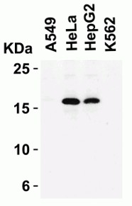 Western Blot using CDKN2A