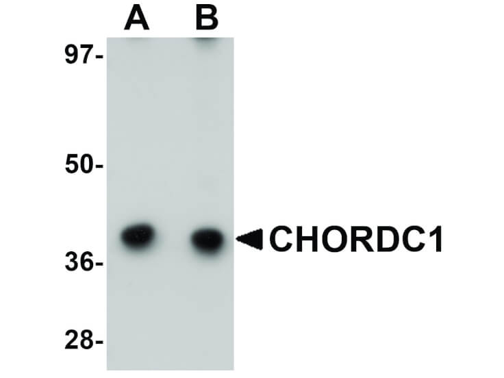Western Blot of CHORDC1 Antibody