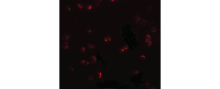 Immunofluorescence of CHORDC1 Antibody