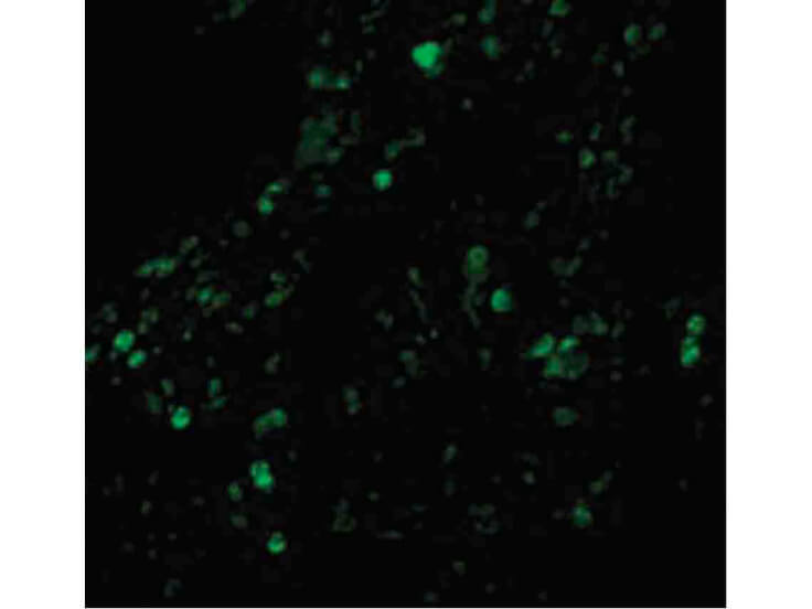 Immunofluorescence of cIAP Antibody