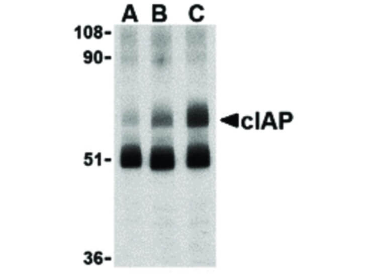 Western Blot of cIAP Antibody