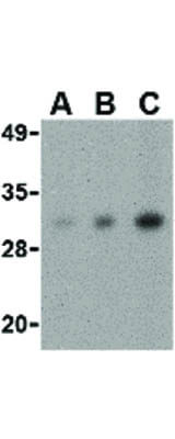 Western Blot of CIDE-B Antibody