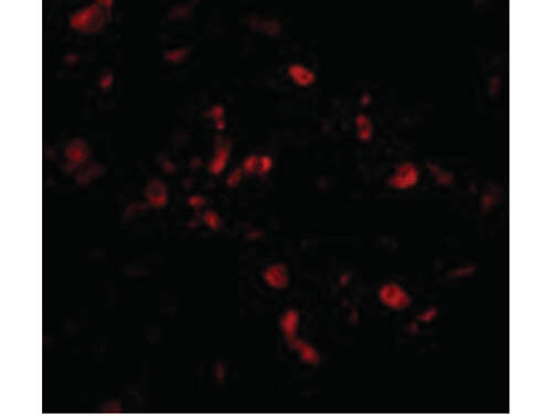 Immunofluorescence of CIKS Antibody