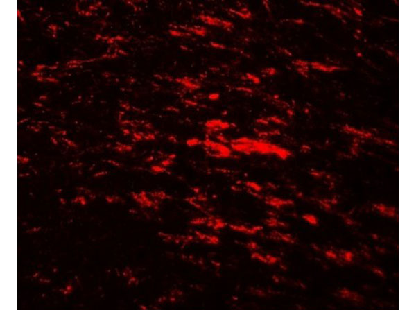 Immunofluorescence of CISD2