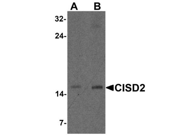 Western blot of CISD2