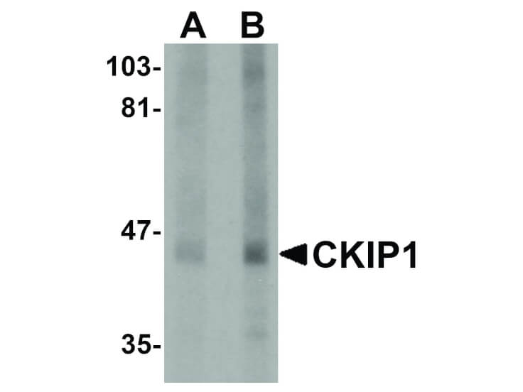 Western Blot of CKIP1 Antibody
