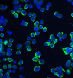 Immunofluorescence Validation of CLDN1