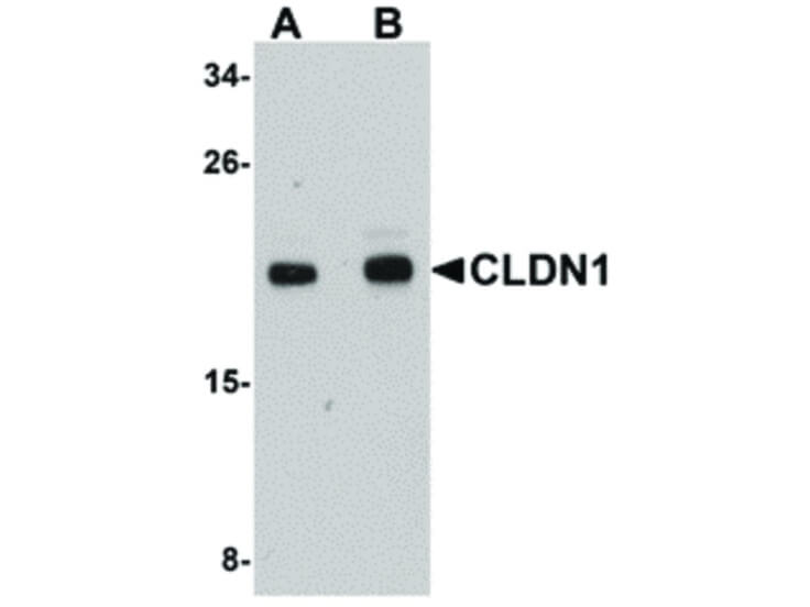 Western Blot of CLDN1 Antibody