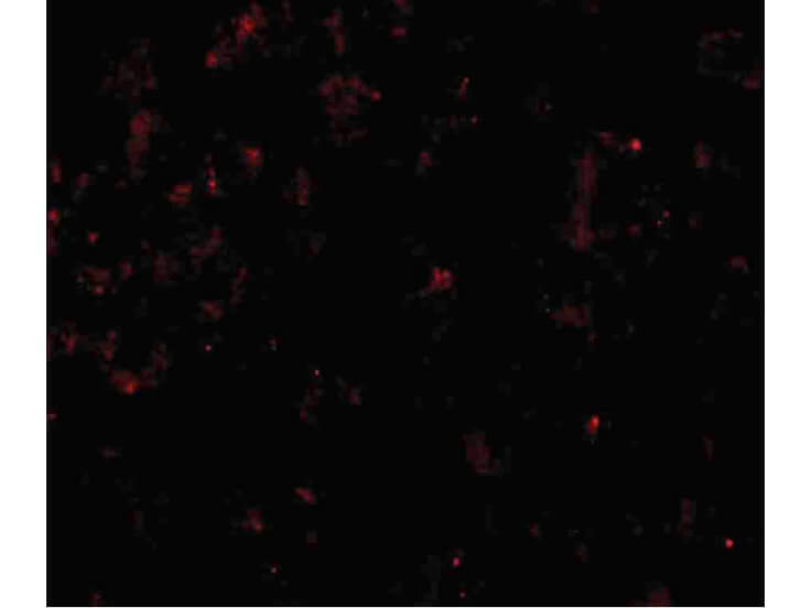 Immunofluorescence of CLDN1 Antibody