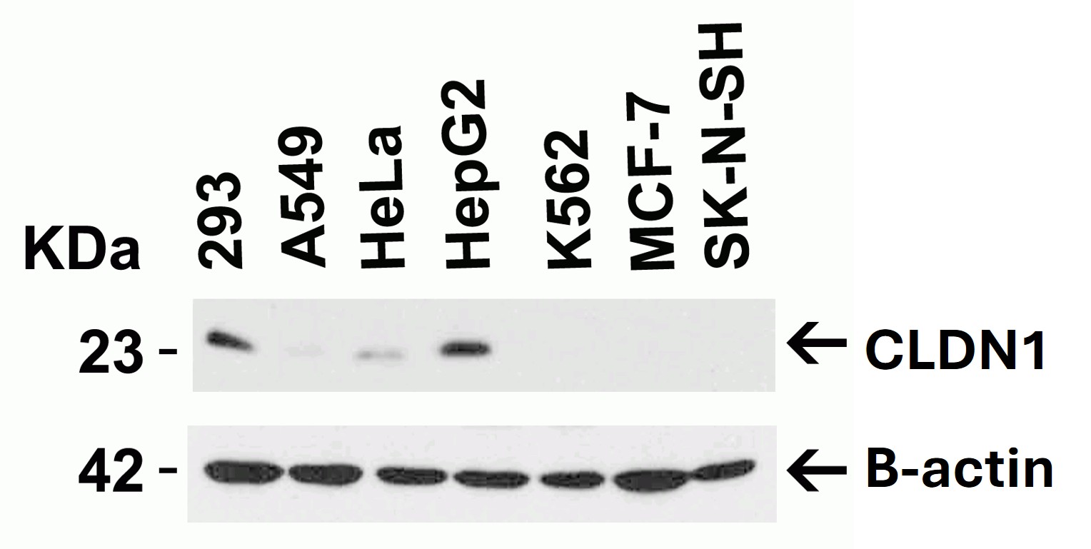 Western Blot using CLDN1