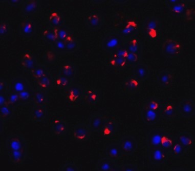 Immunofluorescence of CLEC7A