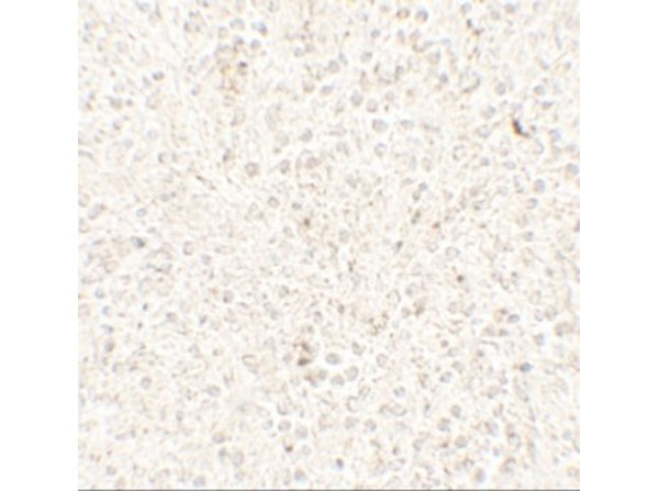 Immunohistochemistry of COMMD7