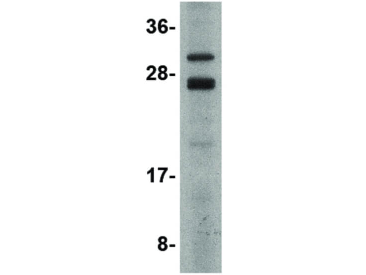 Western Blot of CSN8 Antibody