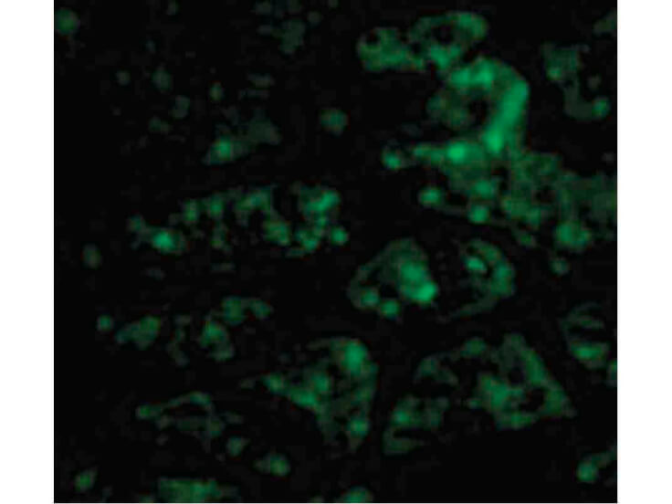 Immunofluorescence of CTRP1 Antibody