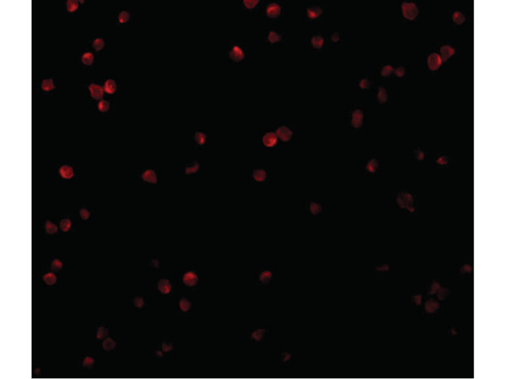 Immunofluorescence of CTRP2 Antibody