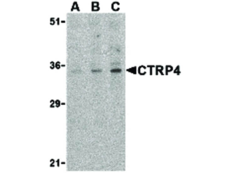 Western Blot of CTRP4 Antibody