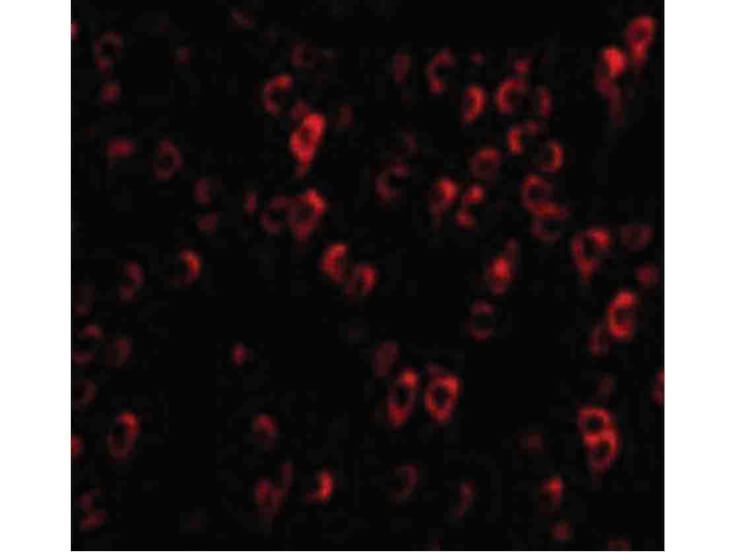 Immunofluorescence of CTRP4 Antibody