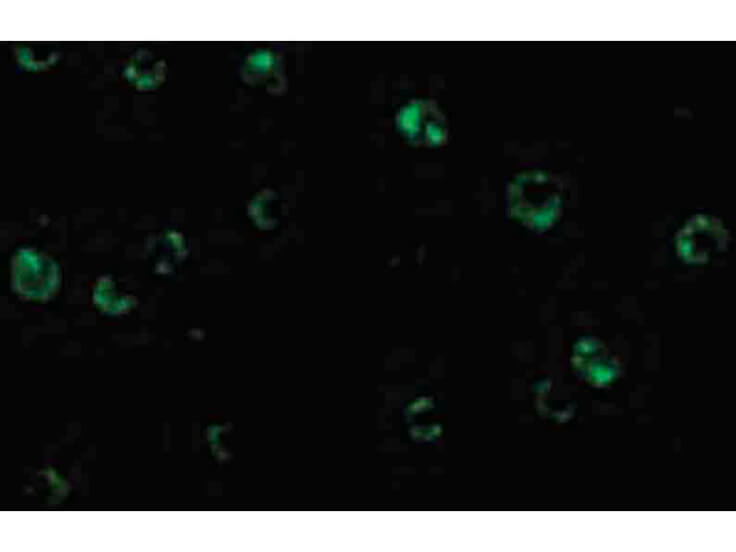 Immunofluorescence of CTRP6 Antibody