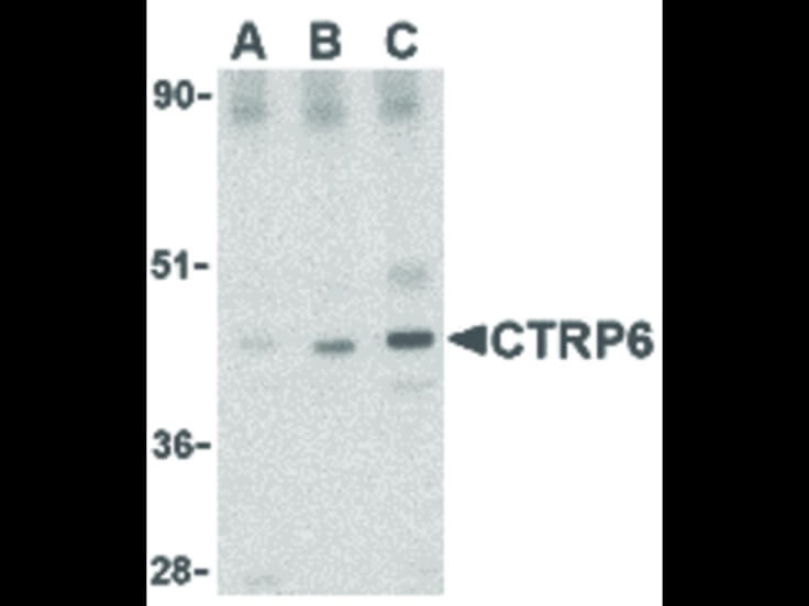 Western Blot of CTRP6 Antibody
