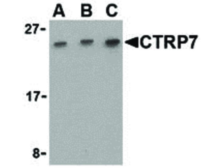 Western Blot of CTRP7 Antibody