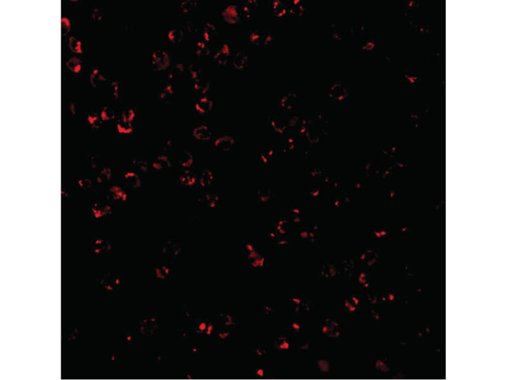 Immunofluorescence of CTRP7 Antibody