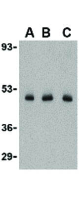 Western Blot of CX3CL1 Antibody