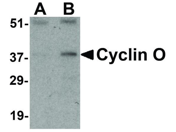 Western Blot of Cyclin O Antibody