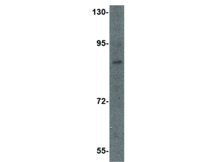 Western Blot of Dact2 Antibody