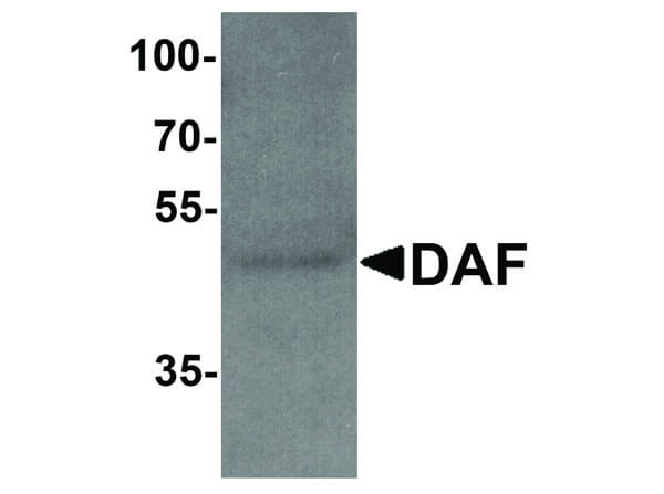 Western Blot of DAF Antibody