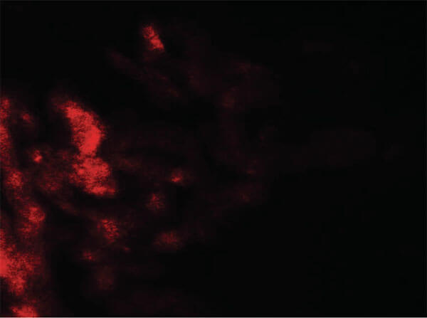 Immunofluorescence of DAF Antibody
