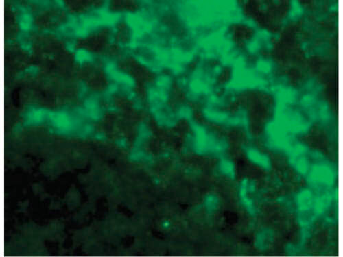 Immunofluorescence of DC-SIGN Antibody