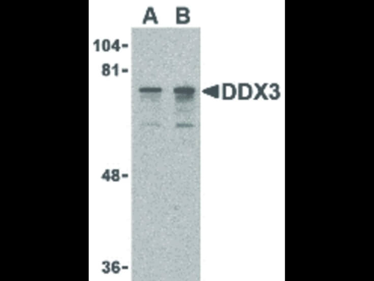 Western Blot of DDX3 Antibody