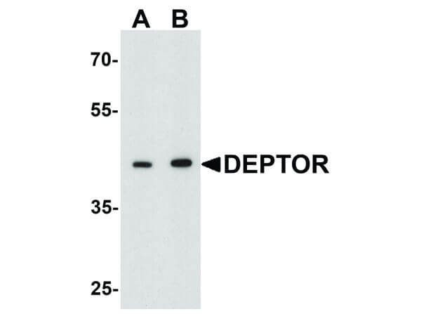 Western Blot of DEPTOR Antibody