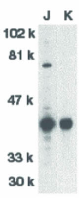 Western Blot of DFF40 Antibody