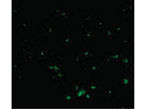 Immunofluorescence of DFF40 Antibody