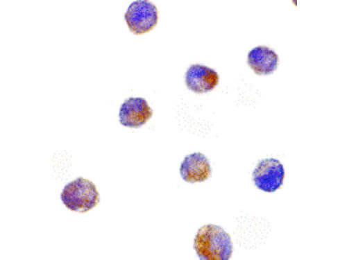Immunocytochemistry of DFF40 Antibody
