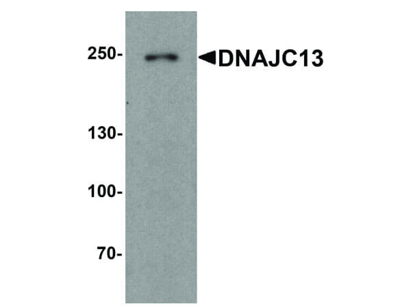 Western Blot of DNAJC13 Antibody
