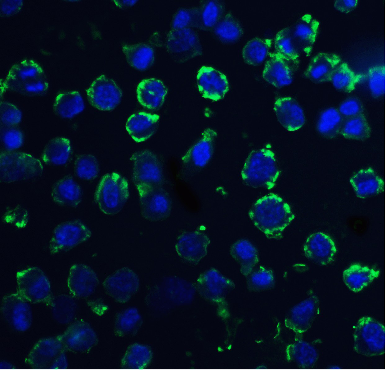 Immunofluorescence of DNAL1