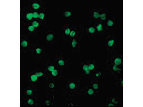 Immunofluorescence of DRAK1 Antibody