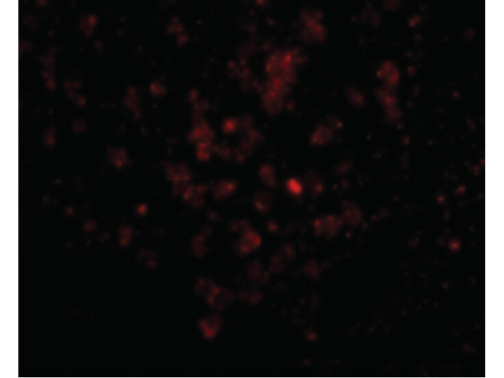 Immunofluorescence of EBI3 Antibody