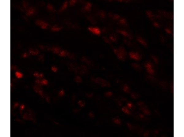 Immunofluorescence of EFCAB4B