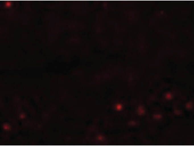 Immunofluorescence of EFHD1 Antibody
