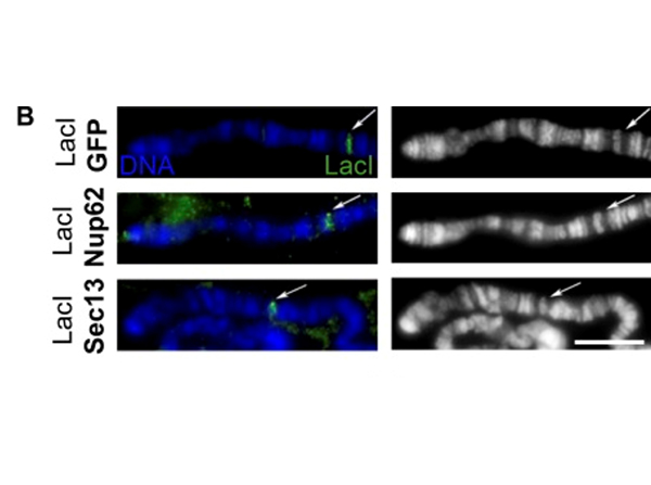 Immunofluorescence using LacI