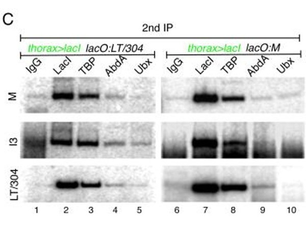 Immunoprecipitation using LacI
