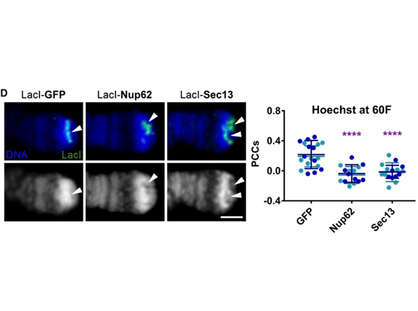 Immunofluorescence using LacI