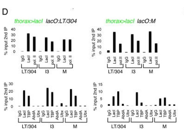 Immunoprecipitation using LacI