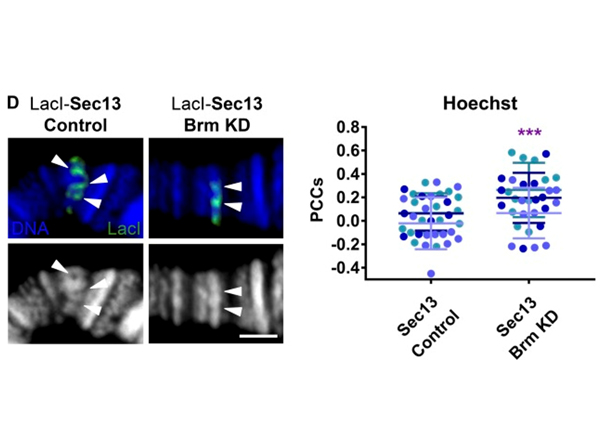 Immunofluorescence using LacI