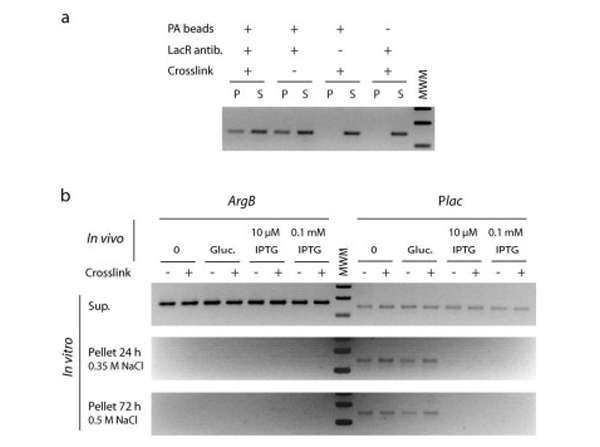 Immunoprecipitation using LacI