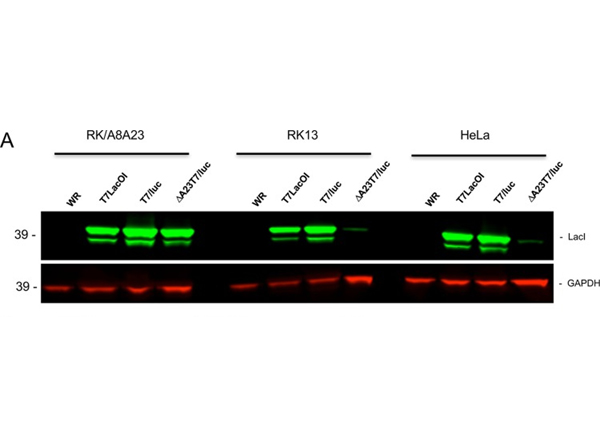 Western Blot using LacI