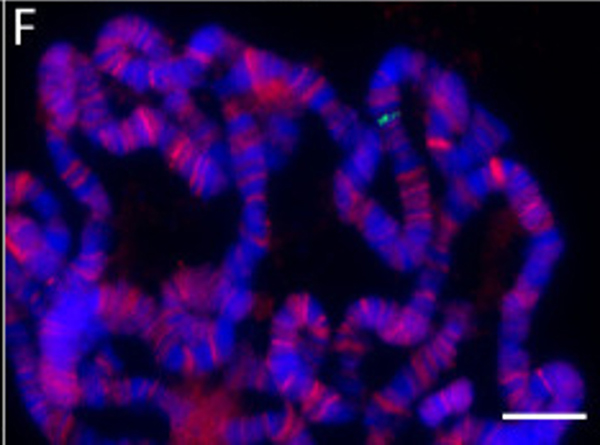Immunofluorescence using LacI